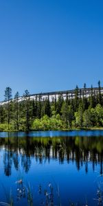 Trees,Reflection,Hill,Nature