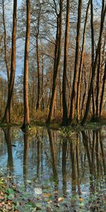 Trees,Reflection,Nature,Autumn