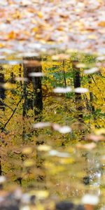 Trees,Reflection,Puddle,Nature,Autumn