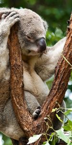 Trees,Rest,Sleep,Koala,Animals,Relaxation,Dream