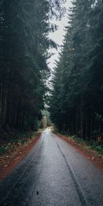 Trees,Road,Asphalt,Nature,Forest,Wet