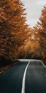 Trees,Road,Asphalt,Nature,Turn,Autumn