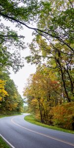 Trees,Road,Asphalt,Turn,Nature