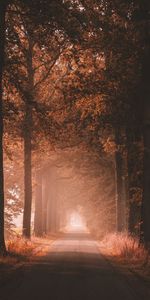 Trees,Road,Dahl,Nature,Distance,Alley