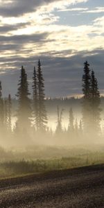 Trees,Road,Fog,Ate,Nature