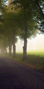 Trees,Road,Fog,Haze,Nature,Meadow,Alley