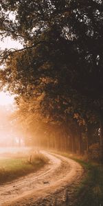 Trees,Road,Fog,Morning,Sunlight,Nature,Landscape