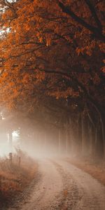 Nature,Route,Brouillard,Arbres,Automne