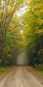 Árboles,Bosque,Niebla,Naturaleza,Camino