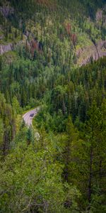 Trees,Road,Forest,Branches,Nature,Machine,Car