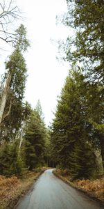 Route,Forêt,Parc,Nature,Arbres,Le Parc