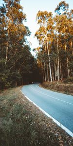 Nature,Route,Tour,Tourner,Forêt,Arbres