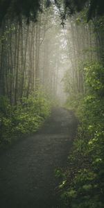 Trees,Road,Forest,Path,Nature,Fog