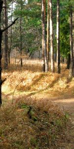 Trees,Road,Forest,September,Nature