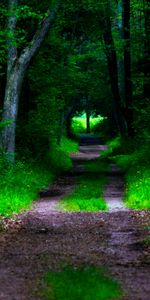 Naturaleza,Árboles,Camino,Bosque,Vegetación