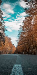 Route,Nature,Arbres,Automne