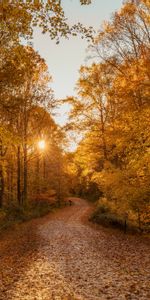 Forêt,Route,Nature,Arbres,Automne,Paysage