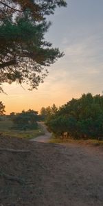 Trees,Road,Nature,Field,Forest