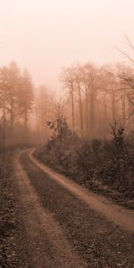 Trees,Road,Nature,Fog,Darkness