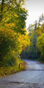 Trees,Road,Nature,Foliage,Autumn