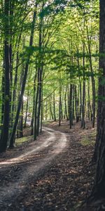 Trees,Road,Nature,Forest,Spring