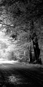 Trees,Road,Puddle,Autumn,Nature,Black And White