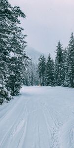 Trees,Road,Traces,Nature,Snow,Forest,Winter