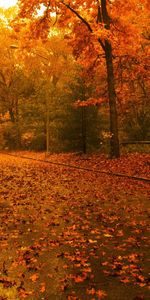 Trees,Roads,Autumn,Landscape