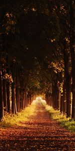 Trees,Roads,Autumn,Landscape