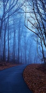 Trees,Roads,Autumn,Landscape