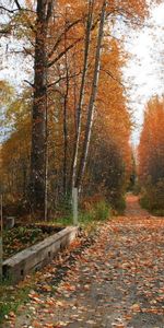 Trees,Roads,Autumn,Landscape