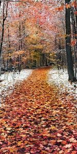 Trees,Roads,Autumn,Leaves,Landscape