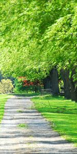 Trees,Roads,Landscape