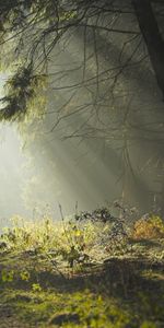 Paisaje,Árboles,Carreteras