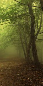 Trees,Roads,Landscape