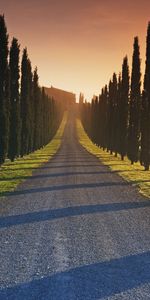 Trees,Roads,Landscape