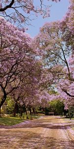 Routes,Arbres,Paysage