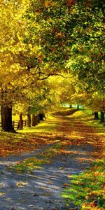 Trees,Roads,Landscape,Autumn