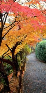 Trees,Roads,Landscape,Autumn