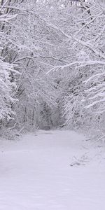 Trees,Roads,Landscape,Winter,Snow