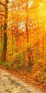 Trees,Roads,Sun,Landscape,Autumn