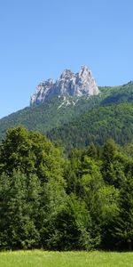 Trees,Rock,Mountain,Forest,Nature