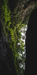 Nature,Rocher,Fougère,Rocheux,Grotte,La Grotte,Arbres,Sombre,Végétation