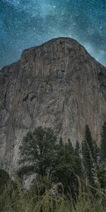 Trees,Rocks,Cliff,Ears,Spikes,Nature,Night