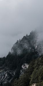 Trees,Rocks,Fog,Slope,Nature,Darkness