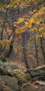 Nature,Roches,Les Rochers,Forêt,Arbres,Automne