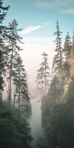 Trees,Rocks,Gorge,Nature,Rivers,Fog