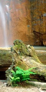 Trees,Rocks,Logs,Berry Scream,Berry Creek,Waterfall,California,Fern,Nature