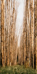 Trees,Rows,Ranks,Nature,Forest