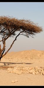 Trees,Savanna,Landscape